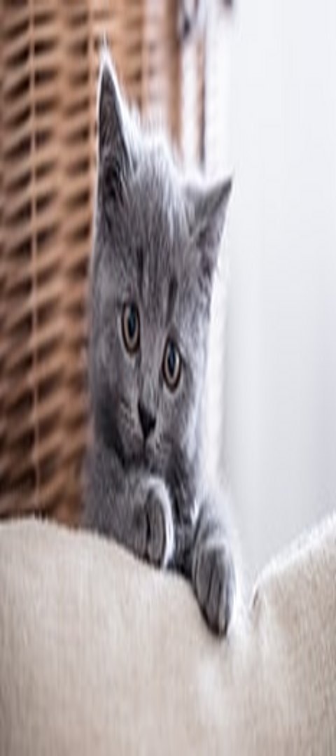 Kitten Kleine Katze hinter dem Sofa