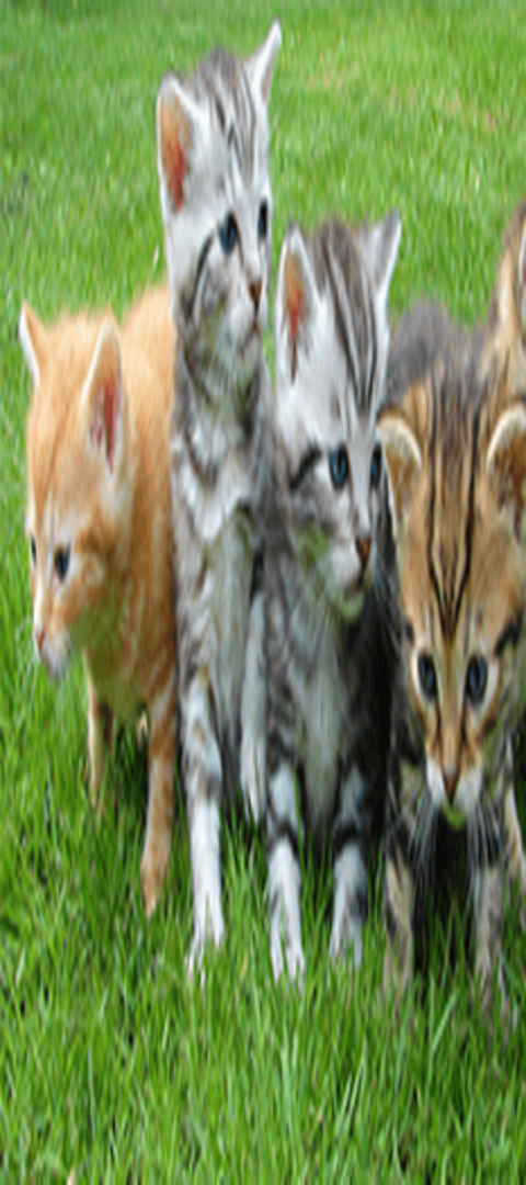 Erziehung Erziehung von kleinen Katzen