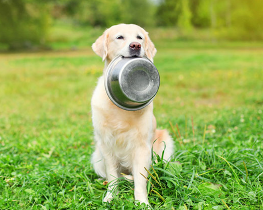 Hund mit Napf im Maul