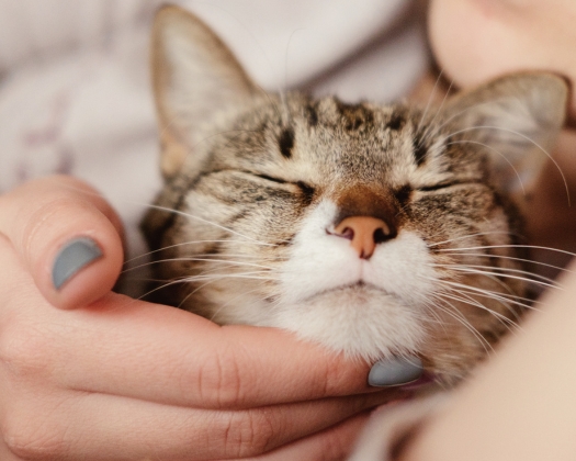 Zum Thema Katzenallergie: Eine Katze wird liebevoll gestreichelt und schließt entspannt die Augen