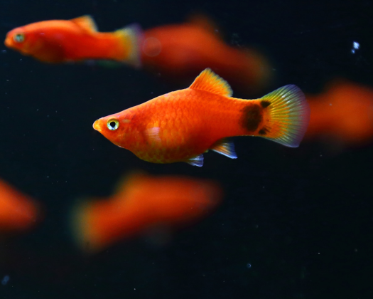 Ein roter Platy schwimmt in seinem Schwarm