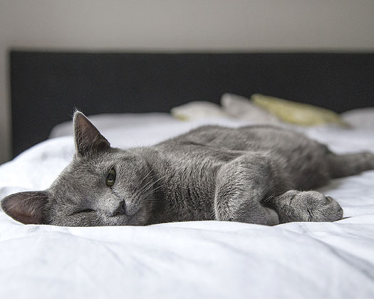 Katze liegt im Bett und erholt sich