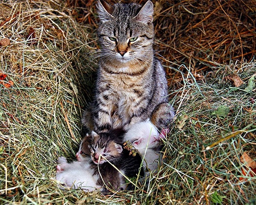 Katze passt liebevoll auf ihre Katzenbabys auf – Beschützend und aufmerksam