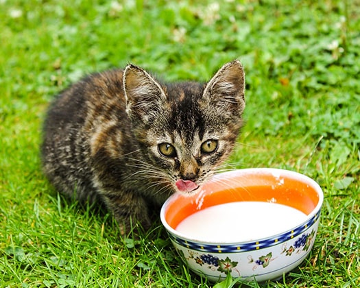 Braune Katze trinkt Milch aus einem weißen Napf.