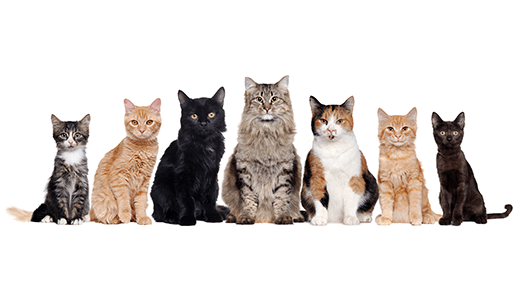 Unterschiedliche Katzensorten auf einem Bild