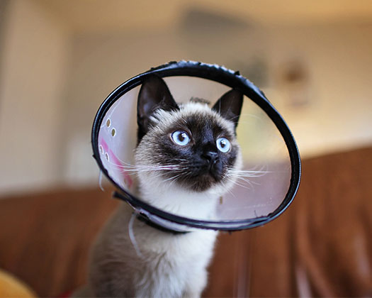 Katze mit einem Schutzkragen
