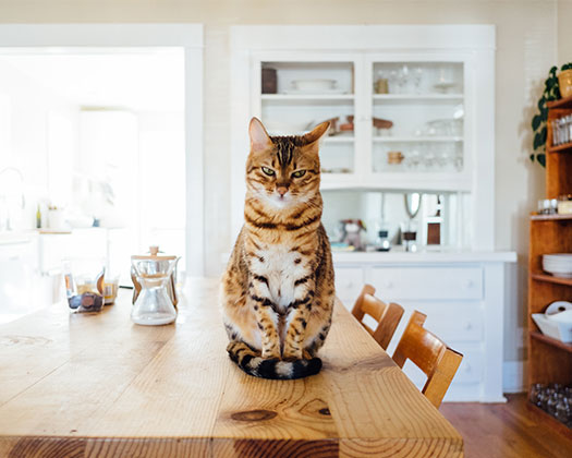 Katzen am Esstisch